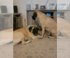 Rosie - I was adopted! - Female Mastiff Dog for Adoption - Photo #4