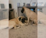 Small #3 Mastiff