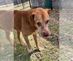 Small American Staffordshire Terrier Mix