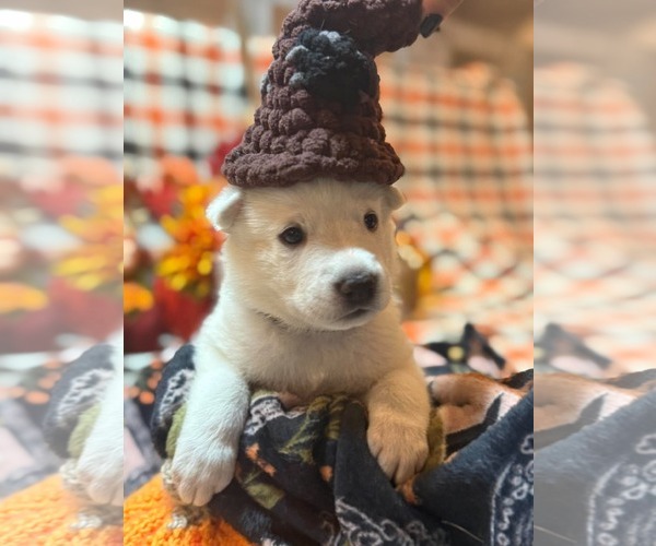 Medium Photo #3 Gerberian Shepsky Puppy For Sale in Severn, MD, USA