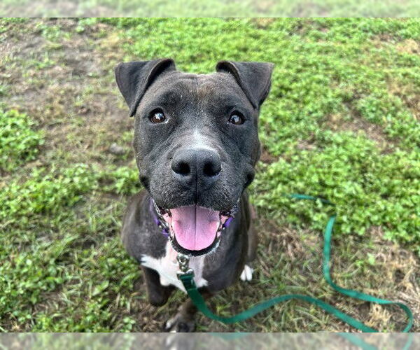 Medium Photo #4 American Pit Bull Terrier Puppy For Sale in Ocala, FL, USA