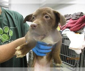 Mutt Dogs for adoption in Oklahoma City, OK, USA