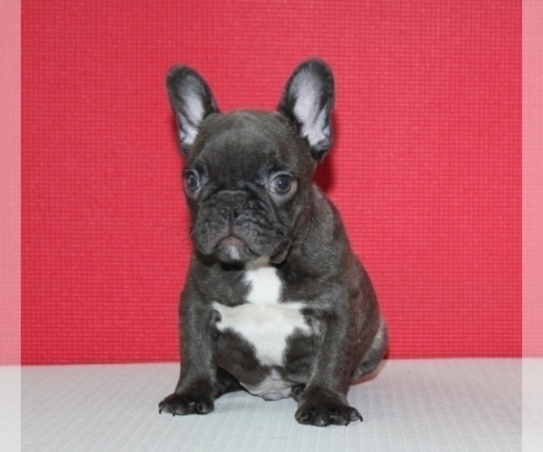 Medium Photo #1 French Bulldog Puppy For Sale in HIALEAH, FL, USA