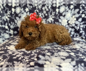 Poodle (Miniature) Puppy for sale in LAKELAND, FL, USA