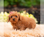 Small #4 Maltipoo (Miniature)