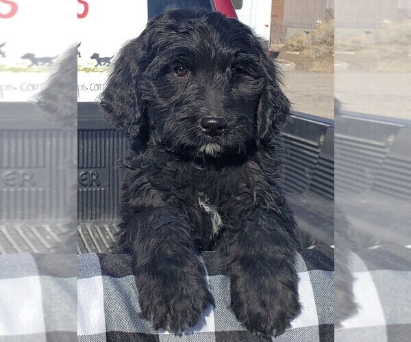 Medium Photo #26 Bernedoodle Puppy For Sale in GRANTSVILLE, UT, USA