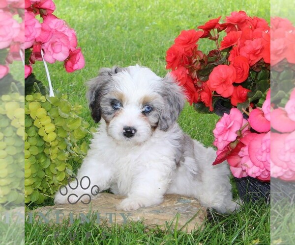 Medium Photo #2 Cavapoo Puppy For Sale in KIRKWOOD, PA, USA