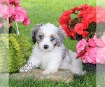 Small #1 Cavapoo