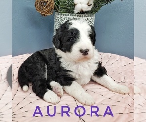 Sheepadoodle Puppy for sale in CEDAR GAP, MO, USA