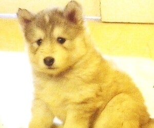Alusky Puppy for sale in BONNERS FERRY, ID, USA