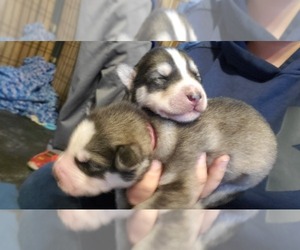 Siberian Husky Puppy for sale in HERNDON, PA, USA