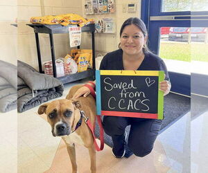 Boxer Dogs for adoption in Dumont, NJ, USA
