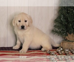 English Cream Golden Retriever Puppy for sale in FREDERICKSBG, OH, USA