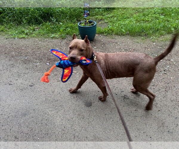 Medium Photo #7 American Pit Bull Terrier-Unknown Mix Puppy For Sale in Hillsboro, NH, USA
