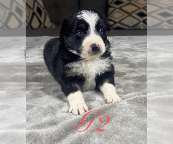 Medium Photo #13 Australian Shepherd Puppy For Sale in SALISBURY, NC, USA