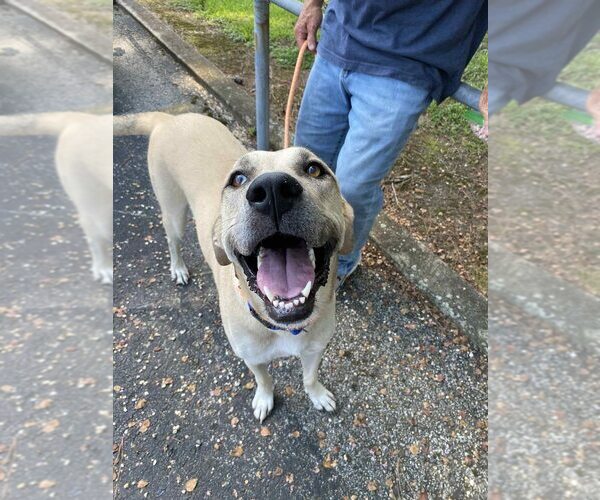 Medium Photo #4 Anatolian Shepherd-Unknown Mix Puppy For Sale in Abbeville, LA, USA