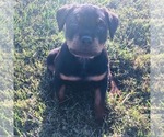 Small Photo #3 Rottweiler Puppy For Sale in CALIFORNIA, MO, USA