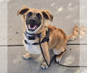 Moose fka Cash - Male Cocker Spaniel-German Shepherd Dog Mix Dog for Adoption - Photo #2