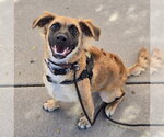 Small Photo #2 Cocker Spaniel-German Shepherd Dog Mix Puppy For Sale in Lakewood, CO, USA