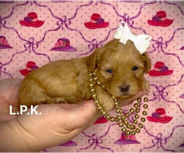 Medium Photo #2 YorkiePoo Puppy For Sale in WINNSBORO, LA, USA