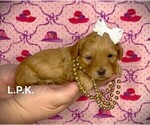 Small Photo #2 YorkiePoo Puppy For Sale in WINNSBORO, LA, USA