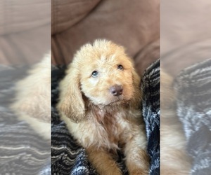 Goldendoodle Puppy for sale in CHANDLER, OK, USA