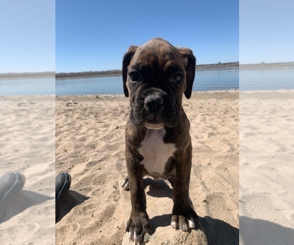 Medium Photo #2 Boxer Puppy For Sale in BRIGHTON, CO, USA