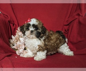 Shih Tzu Puppy for sale in KIRKWOOD, PA, USA