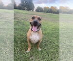 Small #1 Mutt