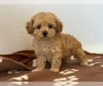Small #1 Poodle (Toy)-Zuchon Mix