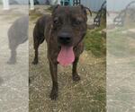 Small #1 American Pit Bull Terrier