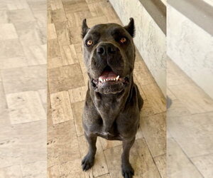Mutt Dogs for adoption in Goodyear, AZ, USA