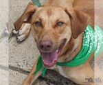 Small #9 Labrador Retriever Mix