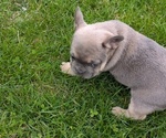 Small #1 French Bulldog