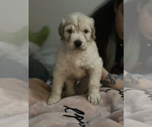 Australian Labradoodle-Goldendoodle Mix Puppy for sale in LAKELAND, FL, USA