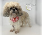 Small Shih Tzu