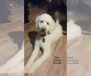 Father of the Goldendoodle puppies born on 08/27/2019