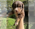 Image preview for Ad Listing. Nickname: Charlie