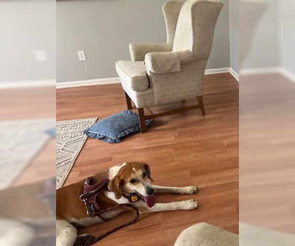 Medium Photo #4 Beagle-Unknown Mix Puppy For Sale in Rustburg, VA, USA