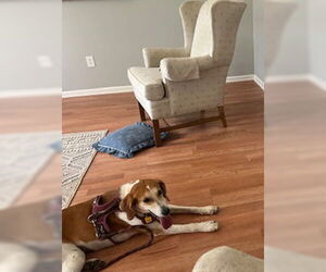Ollie: “My Home to Yours” - Female Beagle-Unknown Mix Dog for Adoption - Photo #4