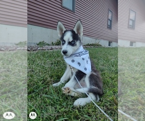 Siberian Husky Puppy for sale in MOUNT AYR, IA, USA