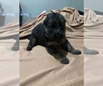 Puppy Black girl German Shepherd Dog