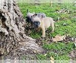 Small Photo #9 French Bulldog Puppy For Sale in BAKERSFIELD, CA, USA
