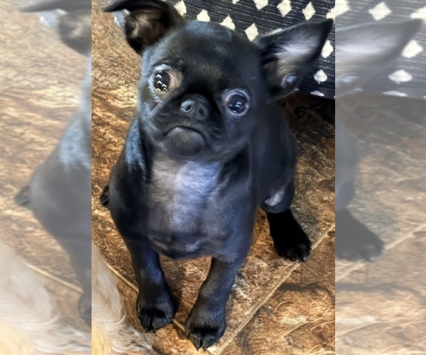 Medium Photo #1 Brussels Griffon Puppy For Sale in SPRING BRANCH, TX, USA