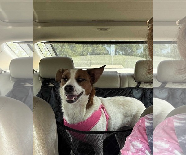 Medium Photo #2 Jack Russell Terrier-Unknown Mix Puppy For Sale in Greensboro, NC, USA