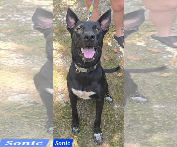 Medium Photo #2 German Shepherd Dog-Unknown Mix Puppy For Sale in Alexander, AR, USA