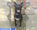Small #1 German Shepherd Dog Mix