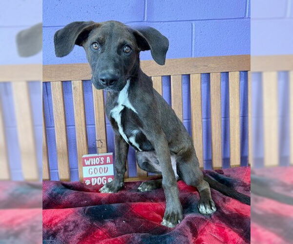 Medium Photo #2 Catahoula Leopard Dog-Labrador Retriever Mix Puppy For Sale in Genesee, WI, USA