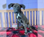 Small #1 Catahoula Leopard Dog-Labrador Retriever Mix