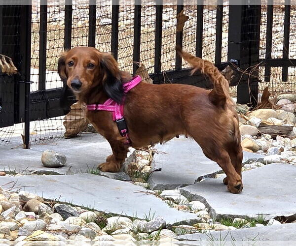 Medium Photo #7 Dachshund Puppy For Sale in Shelbyville, TN, USA